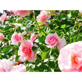 Natural Pink Rose 